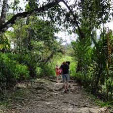 Rainforest footpath