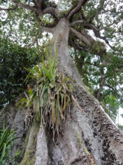 Tobago's oldest tree, a silk cotton.