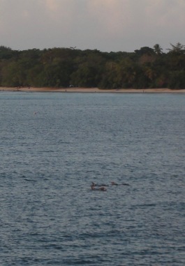 Pod of dolphins from the hotel.